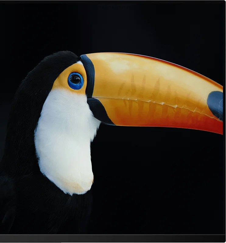HDR-beeld van een toekan op een zwarte achtergrond op de Kuycon Q32S, met contrast per pixel